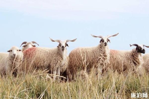 青海湖旅游攻略2019