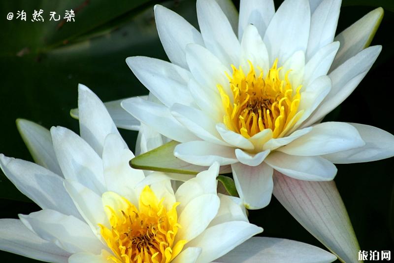 白洋淀赏荷注意事项