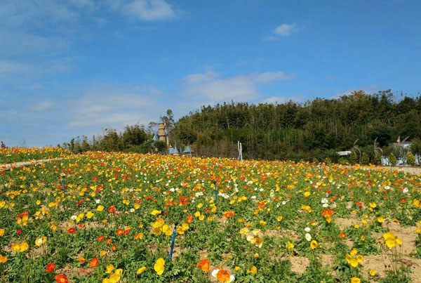 惠州看花的地方有哪些 惠州看花景点推荐