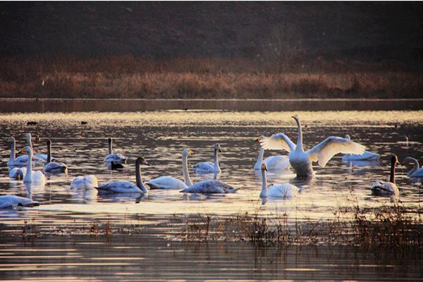 天鹅湖国家城市湿地公园需要门票吗 公园怎么样