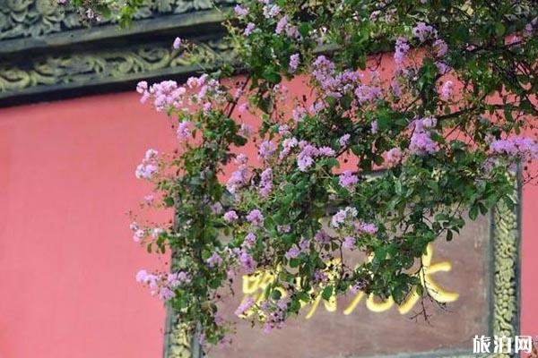 成都桂花哪里最好看