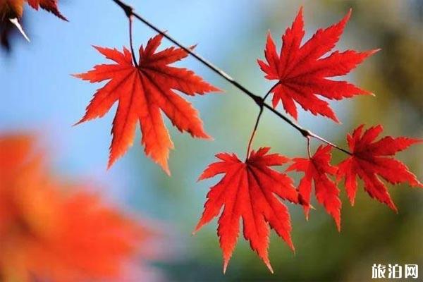 南京枫叶观赏地推荐