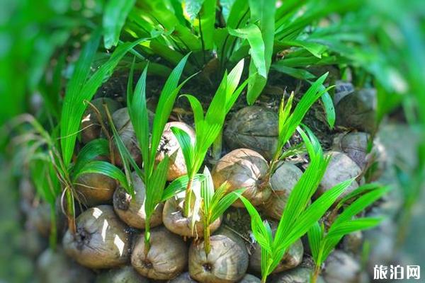 兴隆热带植物园好玩吗 兴隆热带植物园游玩攻略