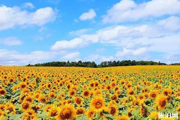 夏季日本旅游去哪好+旅游攻略