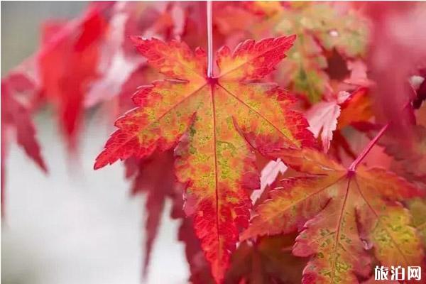 2019关西红叶季时间+观赏地点推荐 2019关西红叶季时间+观赏地点推荐