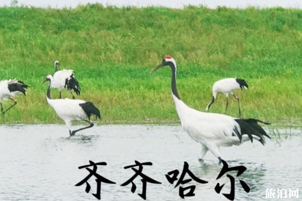 齐齐哈尔两日游攻略 齐齐哈尔两日游最佳路线