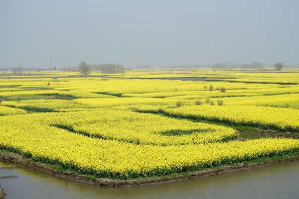 2019兴化油菜花什么时候开 兴化油菜花景点在哪里