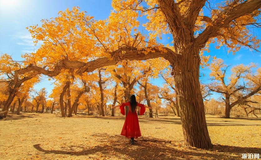 额济纳旗自由行七日游攻略