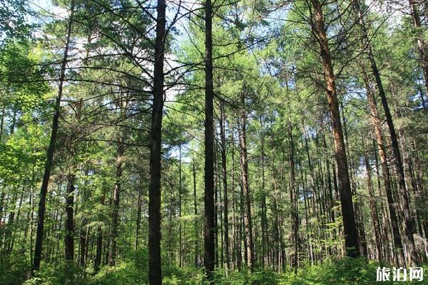 漠河免门票景点线路推荐 漠河免门票景点线路推荐