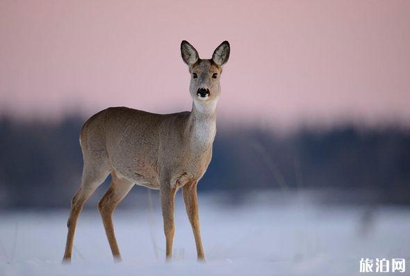 雪乡有什么特色玩法