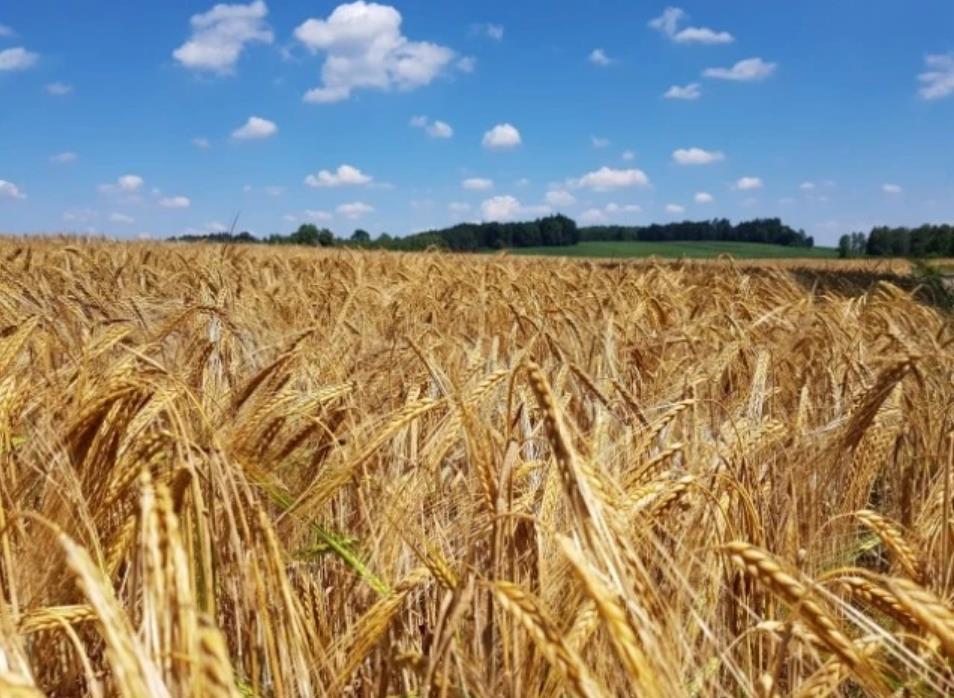 热干风袭击黄淮 高温袭来河南小麦要减产