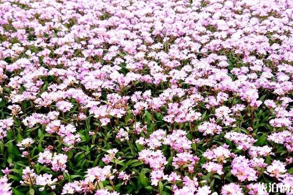 2019鄱阳湖蓼子花什么时间开花 鄱阳湖蓼子花海具体位置整理
