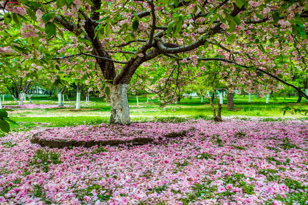 2019北京玉渊潭樱花开了吗 2019玉渊潭樱花几月开