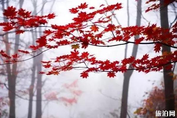 秋天采摘的地点推荐 秋天采摘的地点推荐