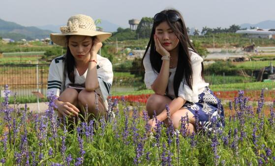 深圳4月份有哪些花?