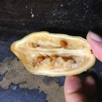 高峰柠檬鸭的做法步骤5