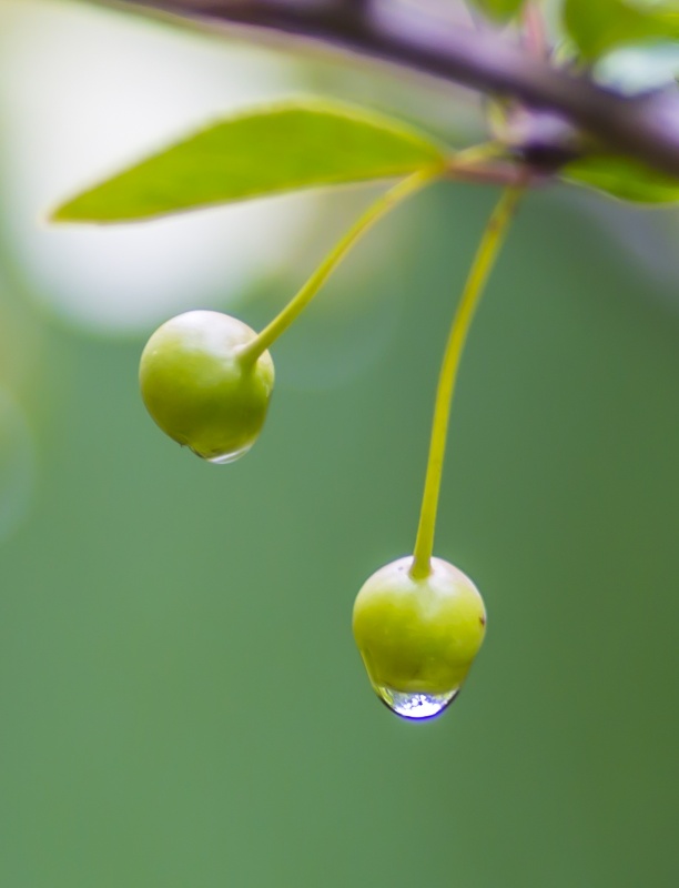 24节气中的——白露