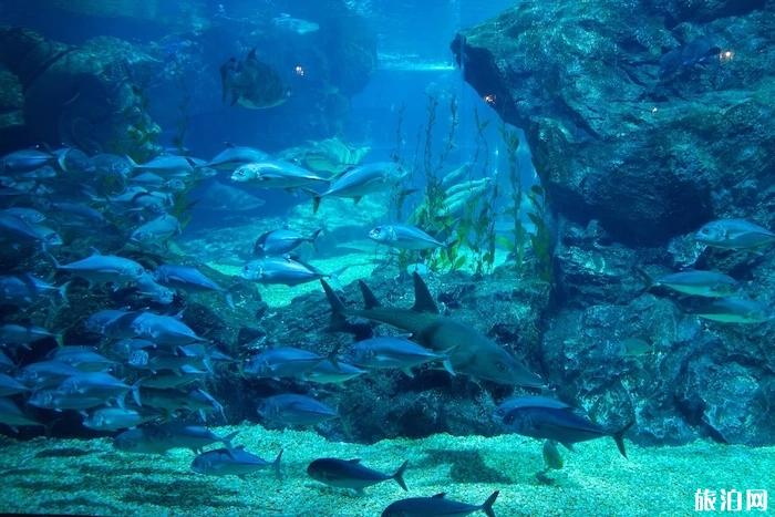 泰国有哪些必逛的购物胜地 交通路线怎么走 泰国有哪些必逛的购物胜地 交通路线怎么走