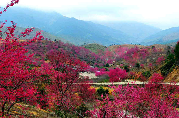 新丰樱花峪要门票的吗 2019年新丰樱花峪花期