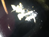章鱼黄瓜瘦肉营养汤的做法步骤7