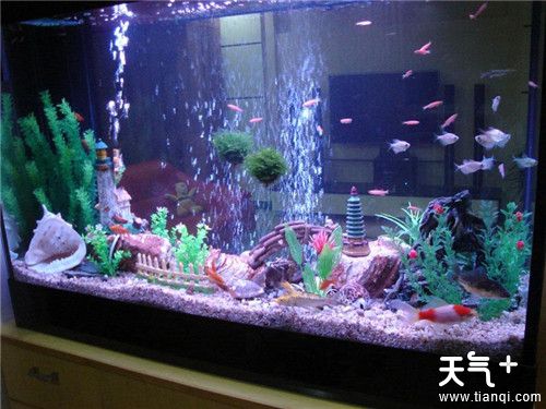 如何清除鱼缸的水垢，教您几招鱼缸清洁妙招