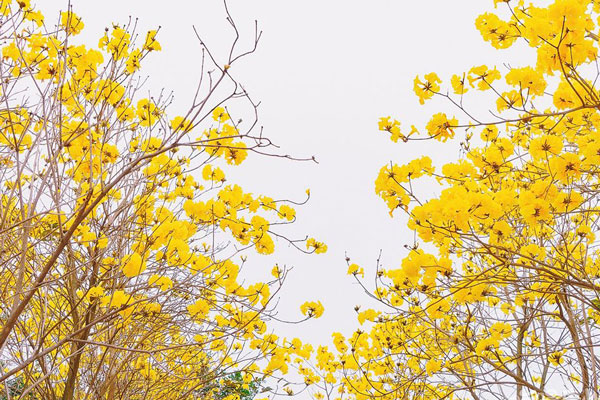 惠州看花的地方有哪些 惠州看花景点推荐