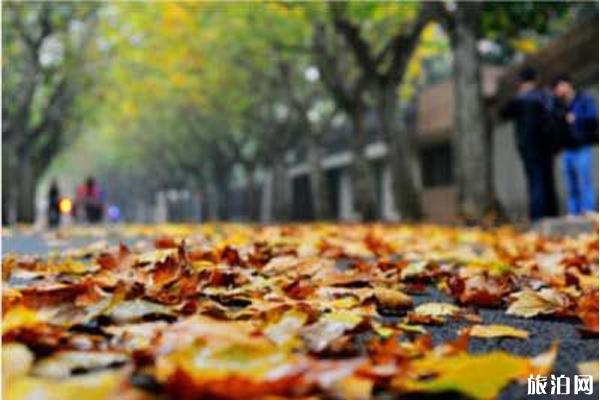 上海哪里可以赏红枫叶 上海哪里可以赏红枫叶