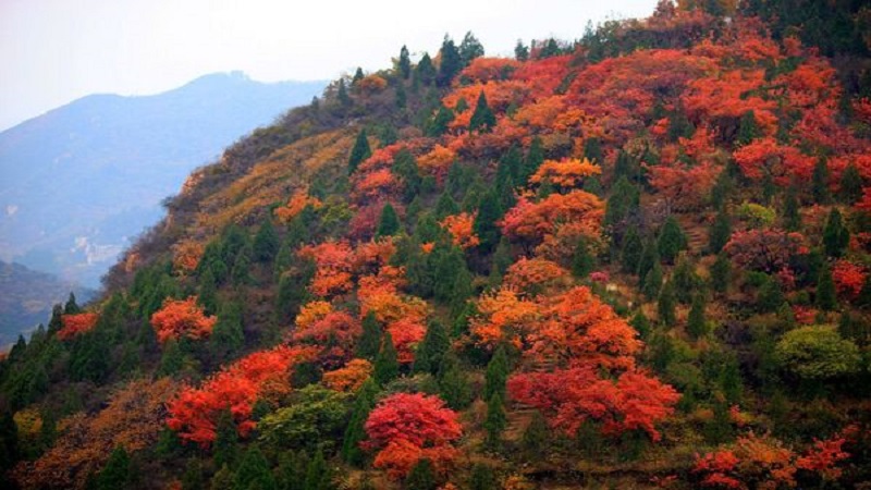 四月份去哪里赏花 四月赏花攻略
