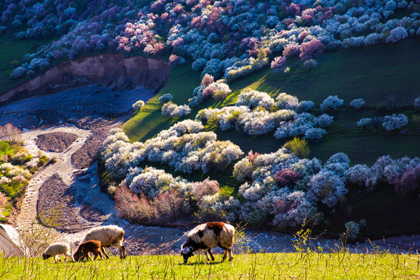 2019伊犁杏花花期什么时候 伊犁杏花沟门票多少钱