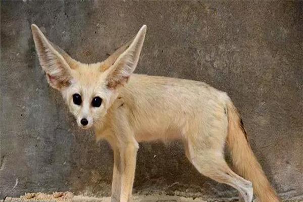 云南野生动物园和昆明动物园哪个好玩 云南野生动物园和昆明动物园哪个好玩