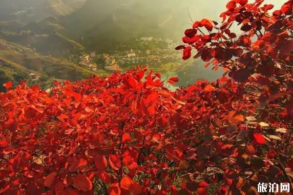 重庆巫山红叶什么时候最好 重庆巫山红叶节2019