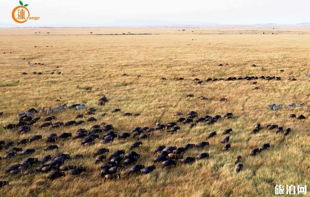 肯尼亚热气球值得吗 肯尼亚马赛马拉热气球好玩吗 肯尼亚热气球安全吗 肯尼亚热气球值得吗 肯尼亚马赛马拉热气球好玩吗 肯尼亚热气球安全吗