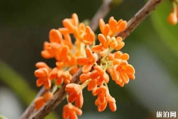 上海秋天公园好去处推荐