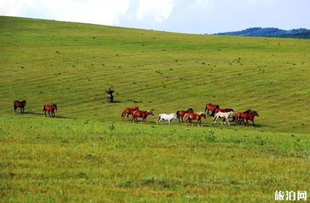 塞罕坝御道口自驾游旅游攻略