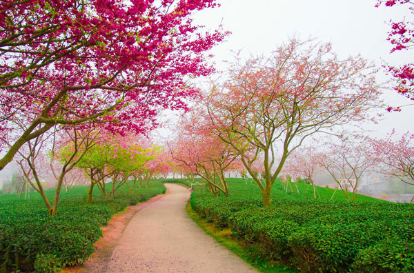 福建永福樱花园在哪里 福建永福樱花2019花期