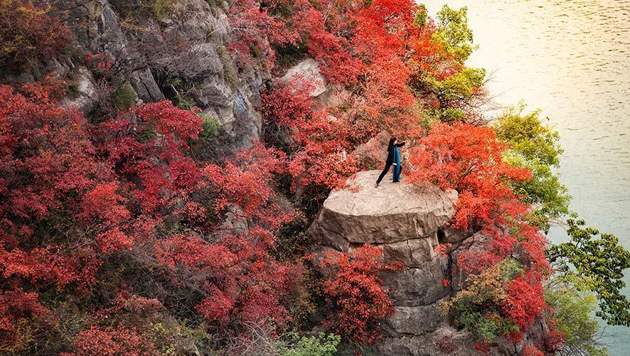 重庆：三峡奉节段瞿塘峡红叶撩人 犹如一幅美丽的画卷