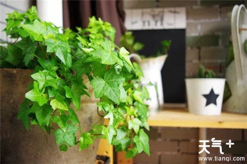客厅适合摆放什么植物？6种客厅招财的植物