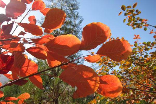 香山一日游路线 附游玩注意事项
