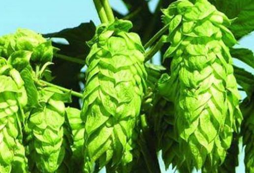 新疆塔城沙湾知名特产有哪些 适合带回家的沙湾特产