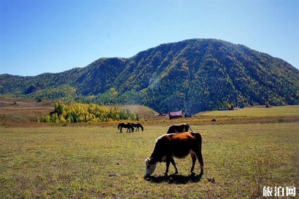 贾登峪国家森林公园景观怎么样 如何到达