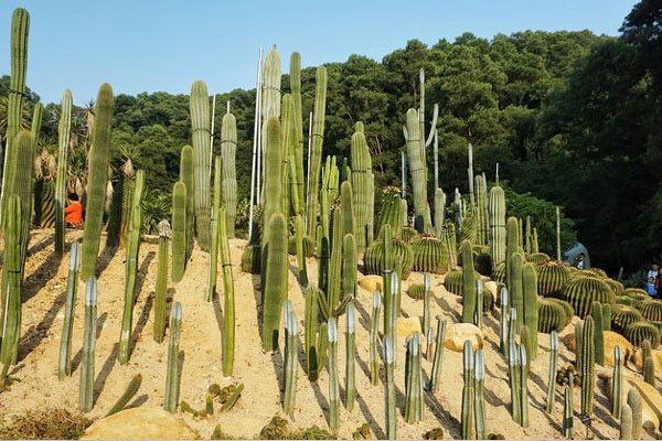 深圳有什么好玩的地方 深圳好玩的地方有哪些