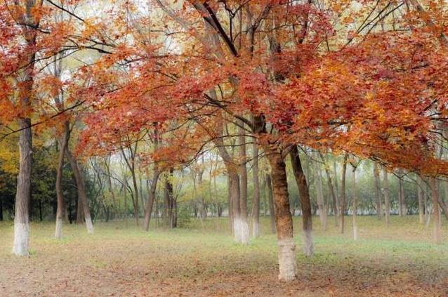 北京11月看红叶的地方