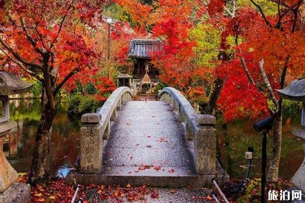 2019日本近畿地区红叶观赏时间+地点+门票+交通