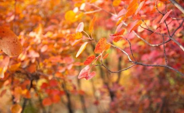 北京11月看红叶的地方