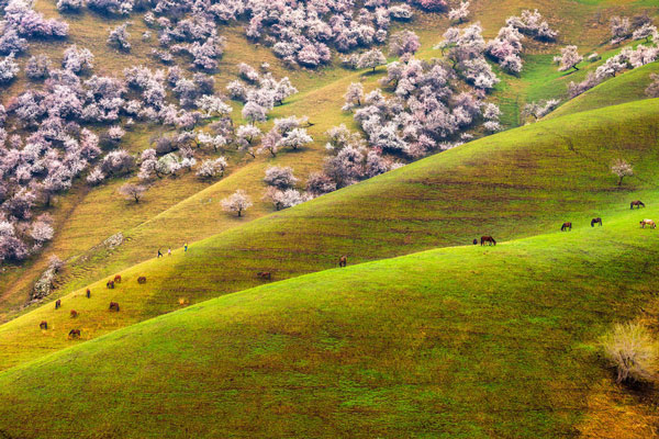 春天有哪些美的地方 中国春天最美的地方