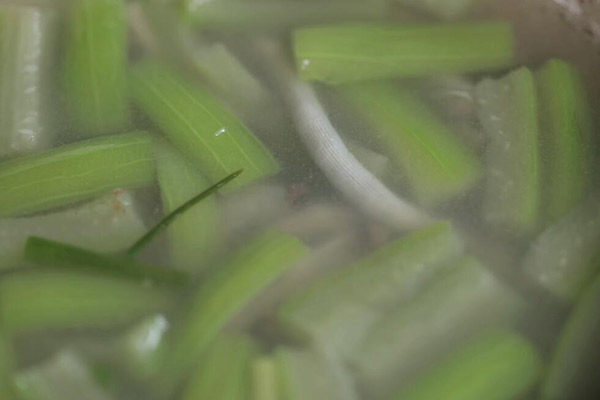 沙虫丝瓜汤的做法 如何做沙虫丝瓜汤好吃