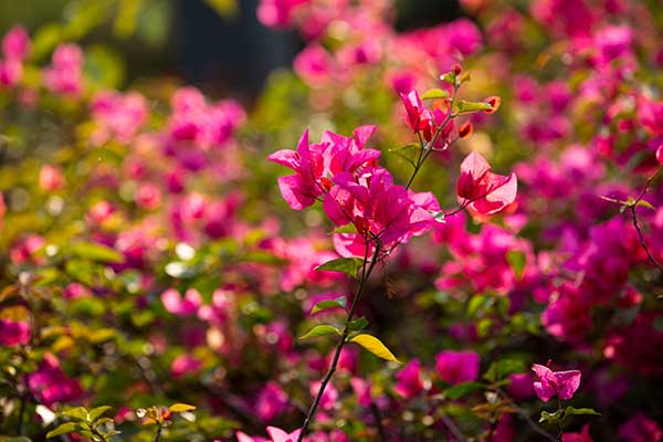 香格里拉杜鹃花海在哪 香格里拉哪里能看杜鹃花