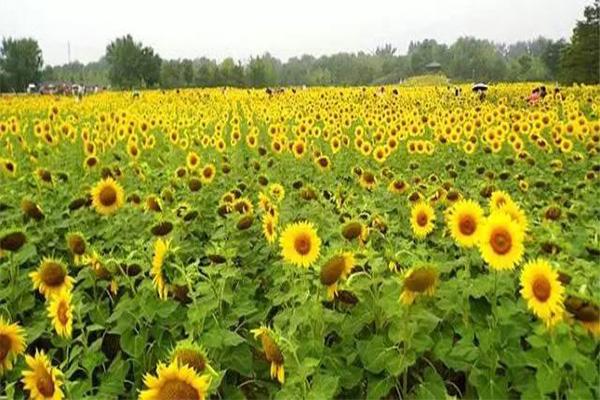 北京向日葵在哪能看 向日葵最佳观赏时间