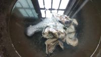 益母草炖乌鸡的做法步骤4