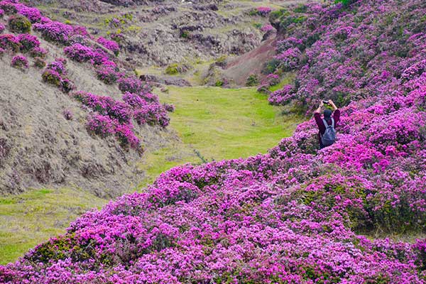 轿子雪山杜鹃花什么时候开 轿子雪山杜鹃花期是什么时候